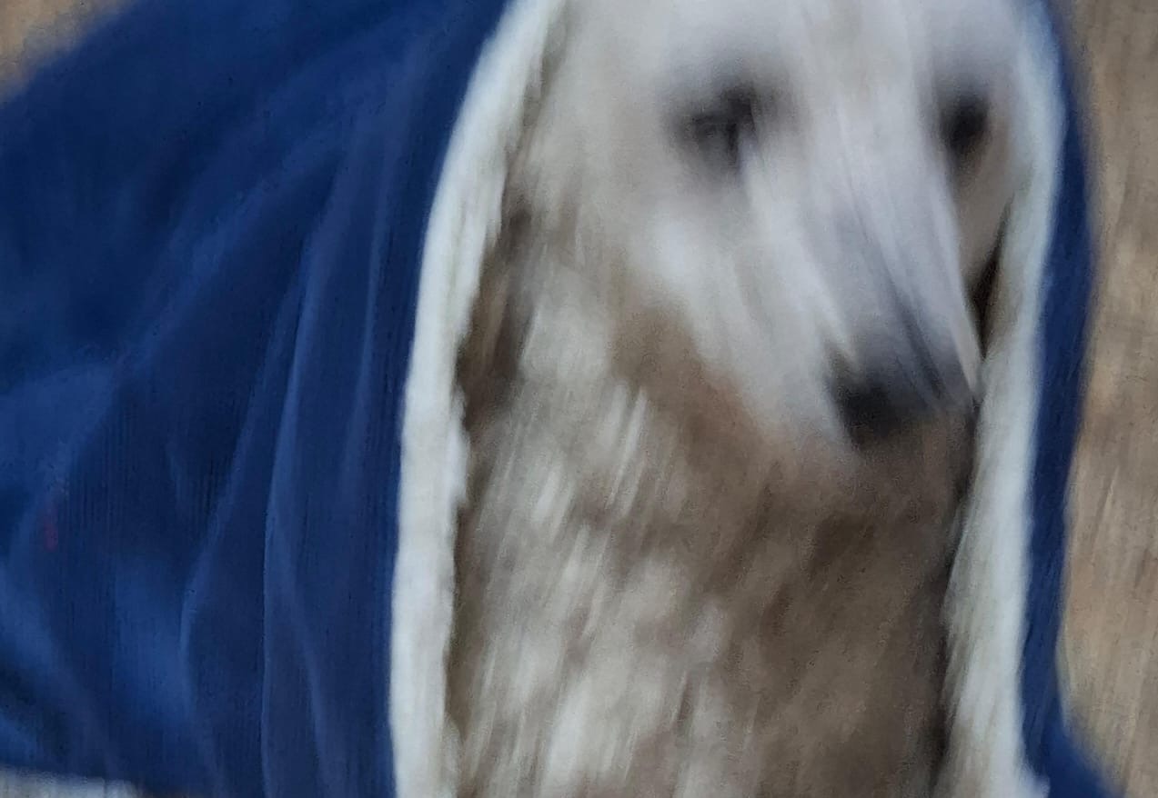 Exemplo de foto ruim de pet