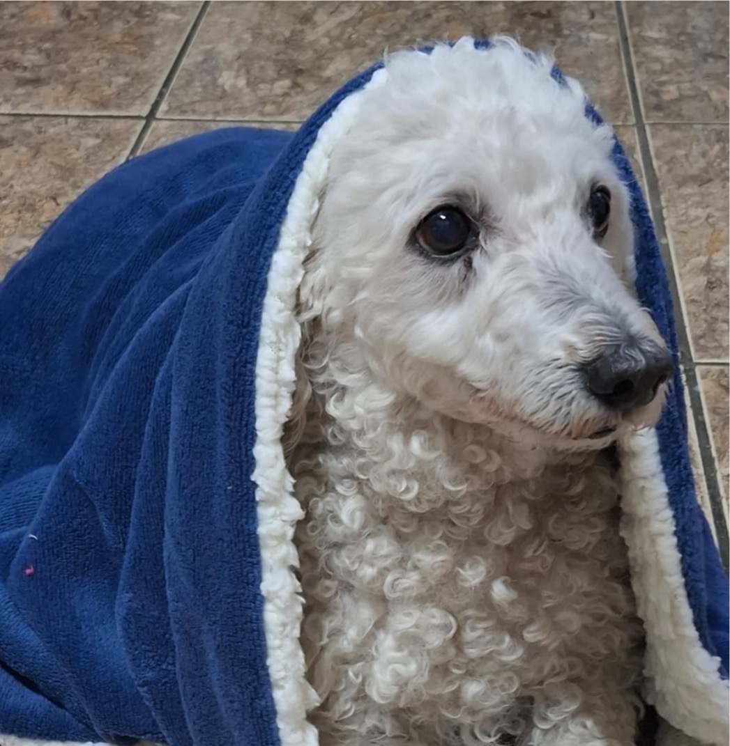 Exemplo de boa foto de pet